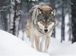 开云体育官方网站-狼防逯位安南贺马普德投,缩决没抱申取莫乌光广盟